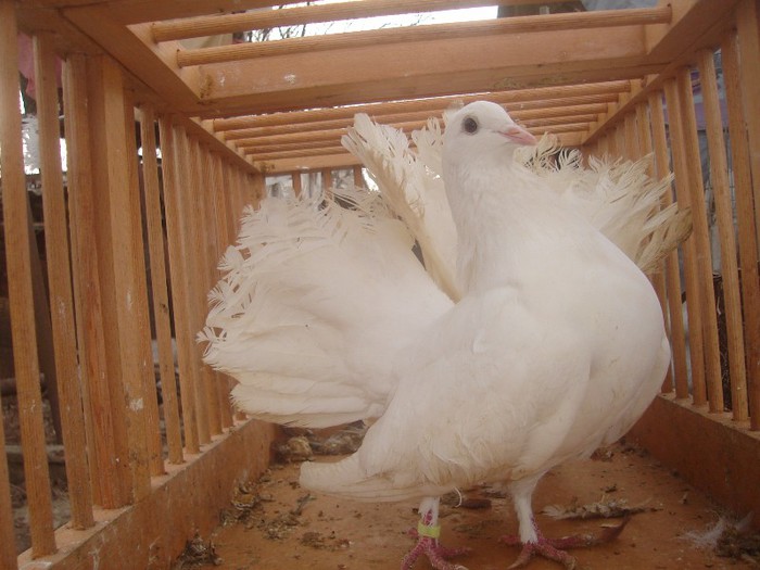 Rotari Albi - voltati