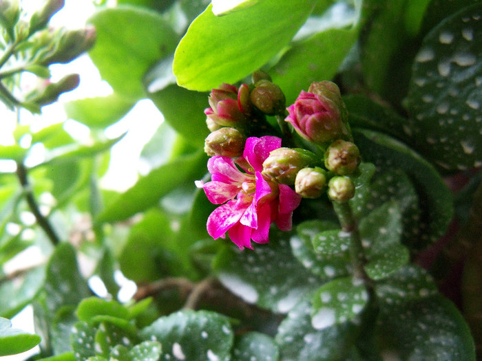 kalanchoe blossfeldiana