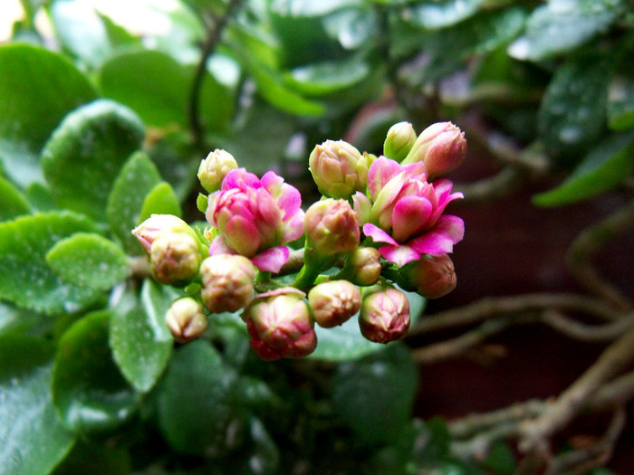 kalanchoe blossfeldiana - ALTE PLANTE