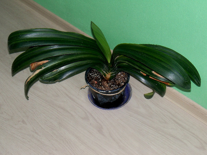 Clivia variegata - ALTE PLANTE