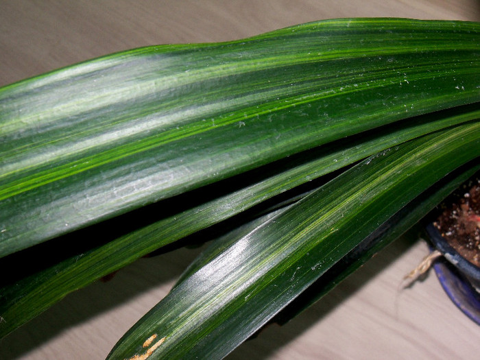 Clivia variegata - ALTE PLANTE