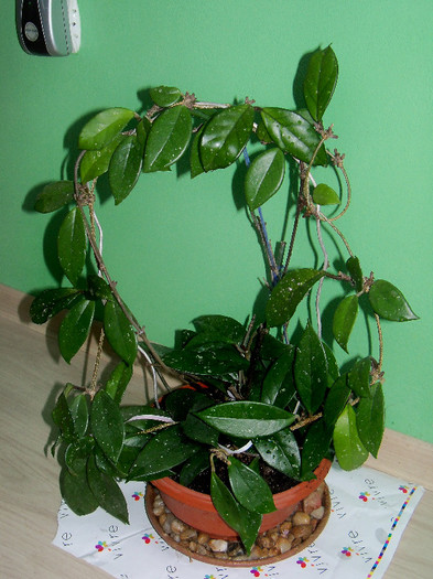Hoya carnosa - ALTE PLANTE
