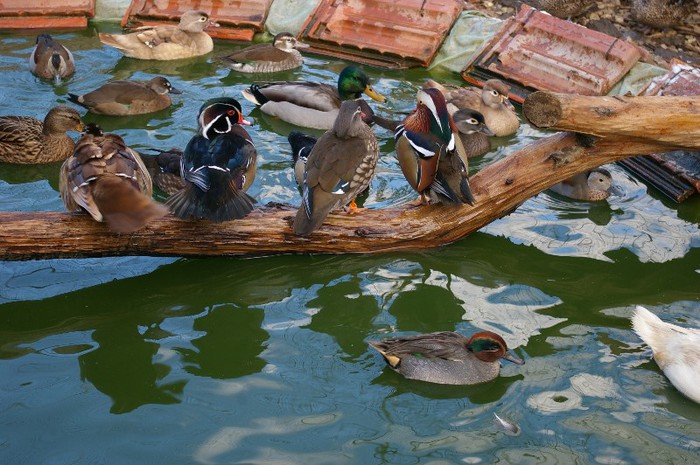 la scaldat dupa topirea zapezii