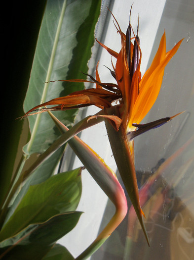 O tija noua - STRELITZIA - PASAREA PARADISULUI