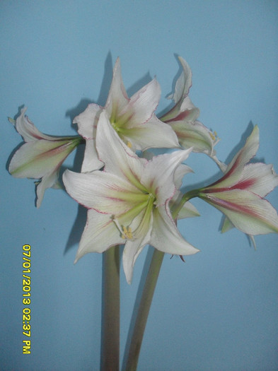 Sursa bulb: Planteo.ro - 2_Amaryllis-2013