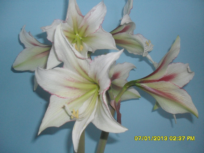 Magic Green - 2_Amaryllis-2013