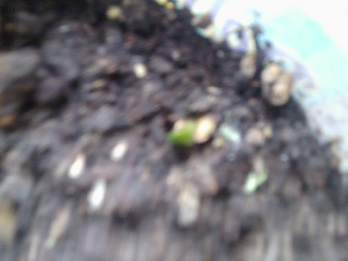 clivia variegata