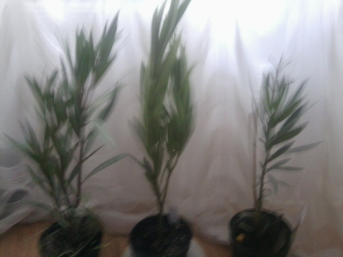 galben ,somon ,apricot - flori de interior