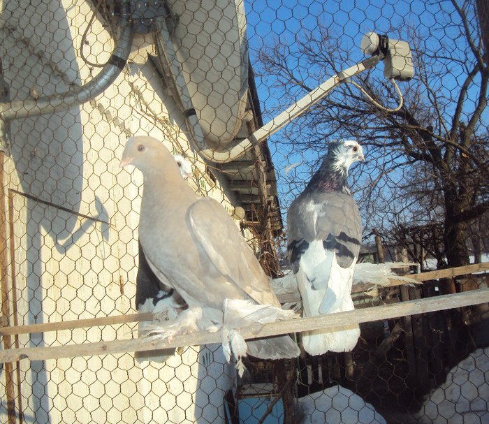 DSC01587 - JDB