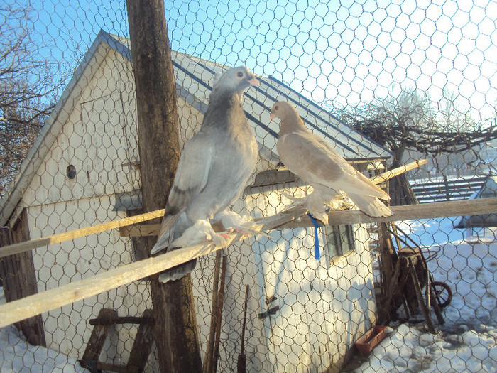 DSC01601 - JDB