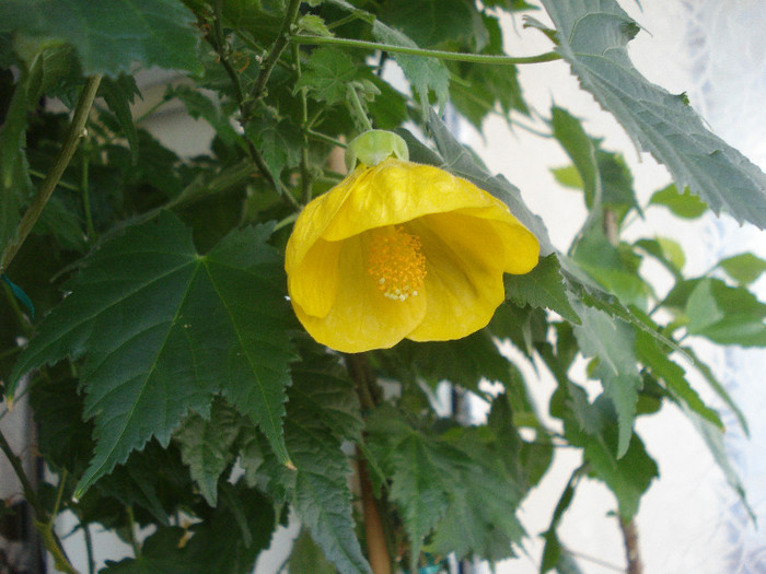 abutilon galben (7-01-2013)