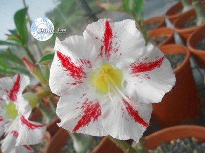 garden party - ADENIUM cum vor arata