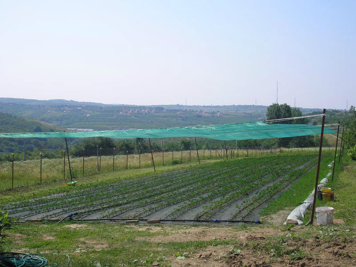 ELSANTA - mulci: agrotextil - Saldabagiu de Munte