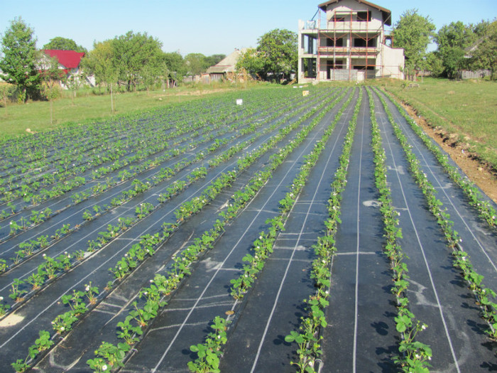 ALBION mulci: agrotextil