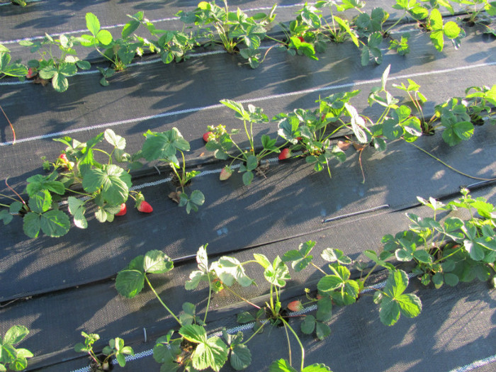 ALBION mulci: agrotextil