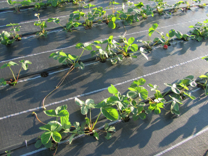 ALBION mulci: agrotextil