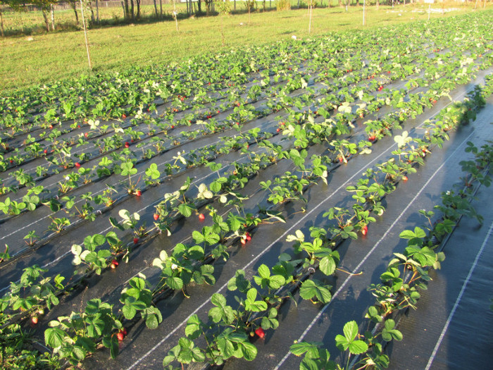 ALBION mulci: agrotextil