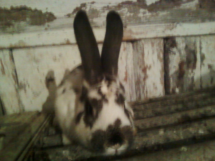 mascul 2012