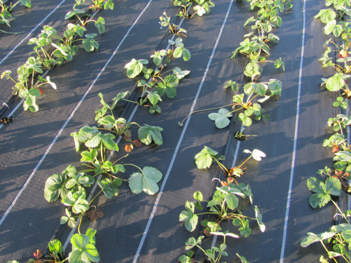 ALBION mulci: agrotextil