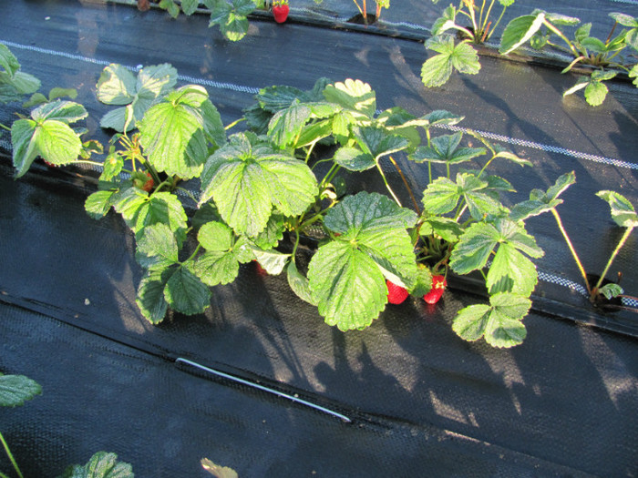 ALBION mulci: agrotextil