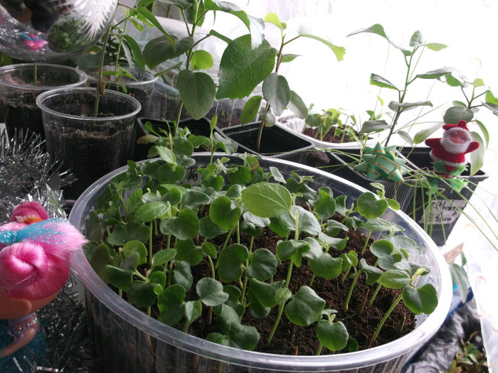 iarna 2012-2013 - hibiscus tropical din seminte