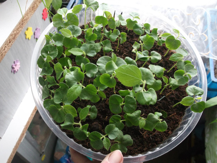 germinare...95% - hibiscus tropical din seminte