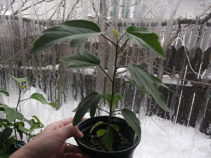 DSCF2748 - hibiscus tropical din seminte