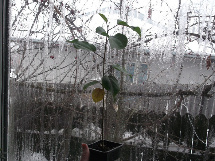 DSCF2750 - hibiscus tropical din seminte