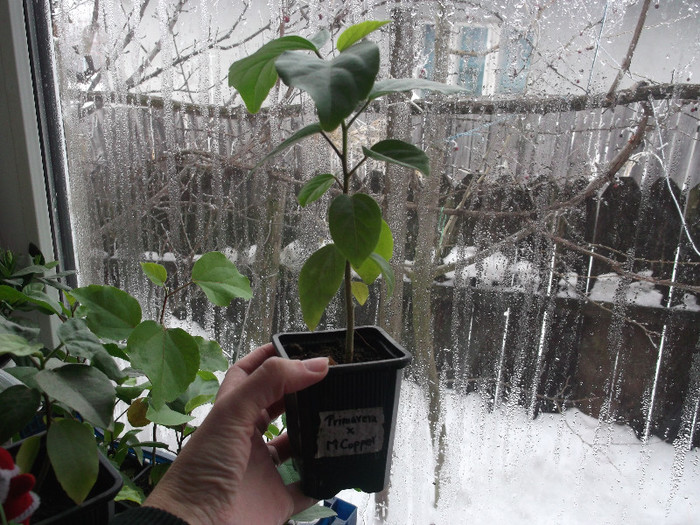 DSCF2752 - hibiscus tropical din seminte