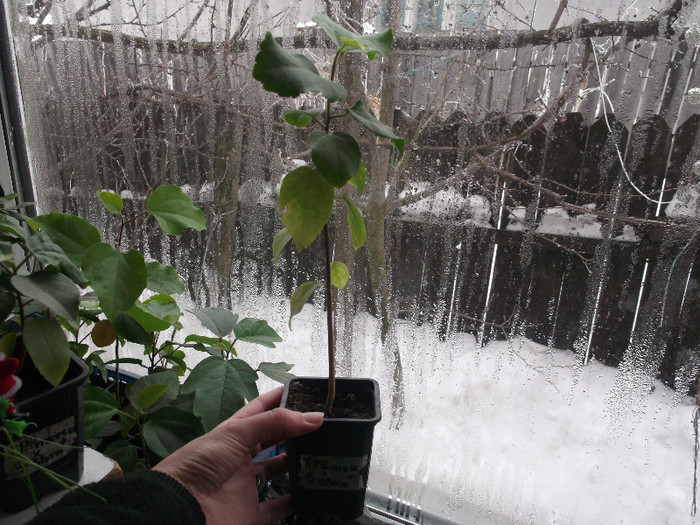 DSCF2754 - hibiscus tropical din seminte