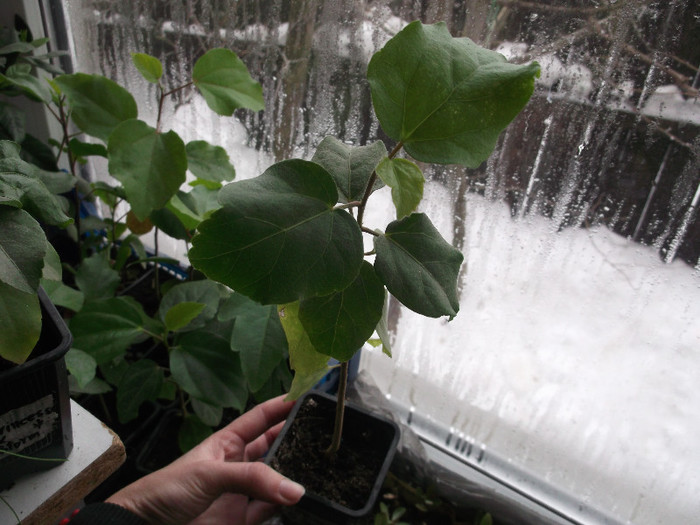 1 an - hibiscus tropical din seminte