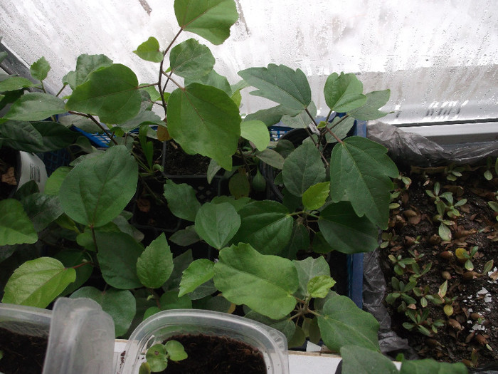 grup de hibi la 1 an....de-acum, ma astept la orice:P