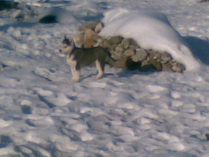 02012013 - catei husky 2012