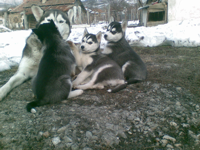 05012013(017) - catei husky 2012