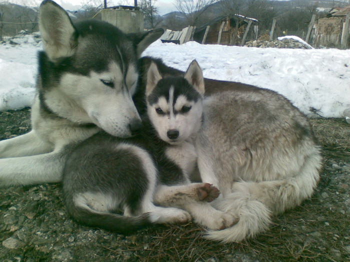 05012013(023) - catei husky 2012