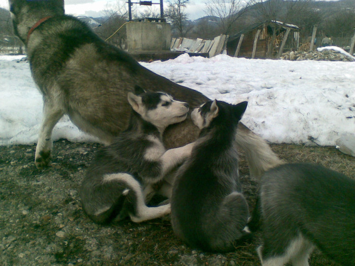 05012013(028) - catei husky 2012