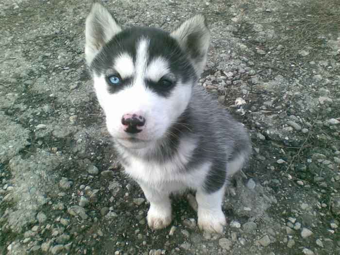 05012013(034) - catei husky 2012