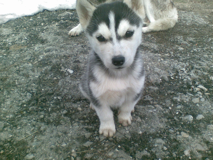 05012013 - catei husky 2012