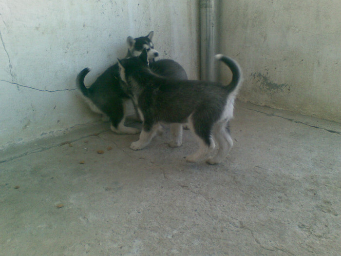 06012013(012) - catei husky 2012