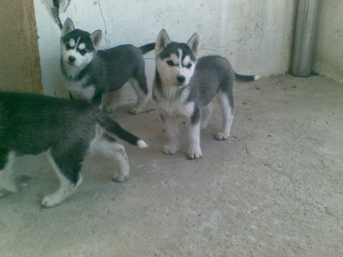 06012013(014) - catei husky 2012