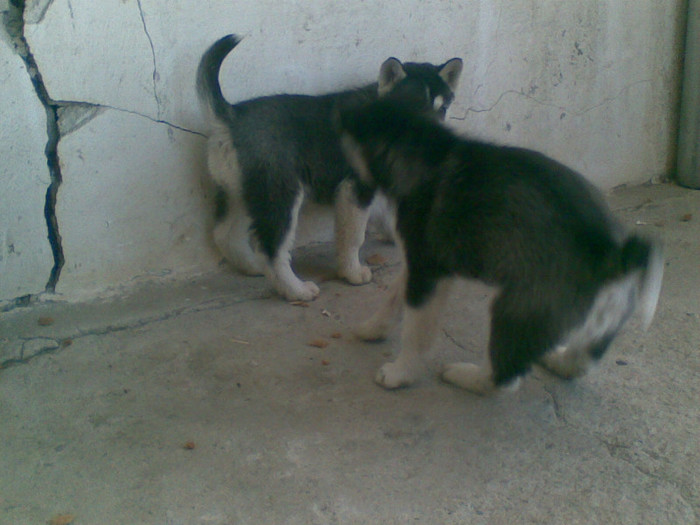 06012013(018) - catei husky 2012