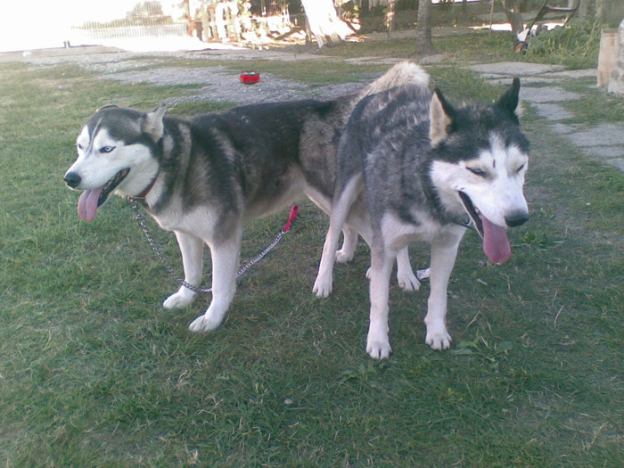 08092012(007) - catei husky 2012