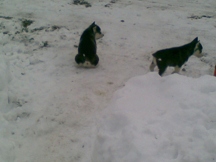 15122012(005) - catei husky 2012