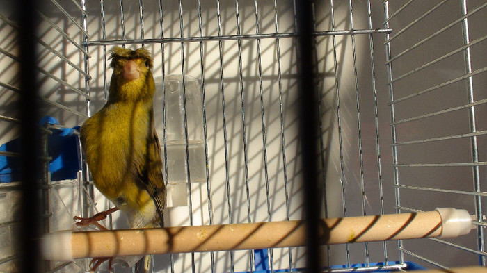 orpheus cu mot  inel bulgaria nr 19 DSC02254