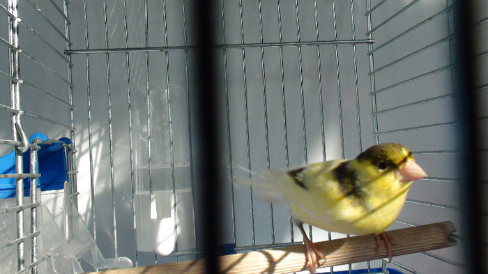 mascul slavujar nr. 100  DSC02183