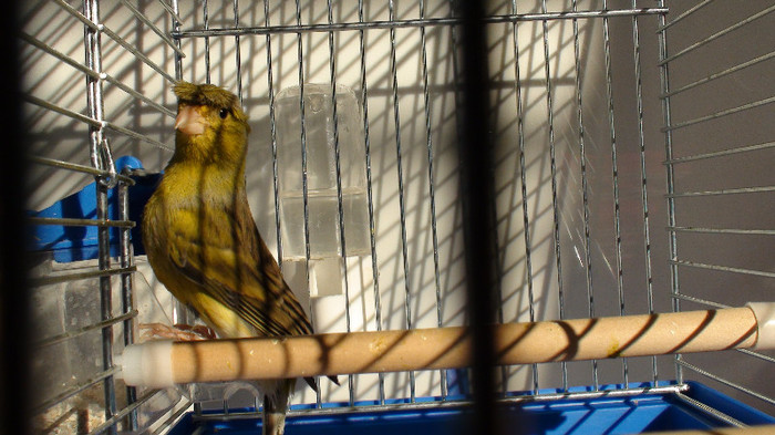 orpheus cu mot  inel bulgaria nr 19 DSC02247