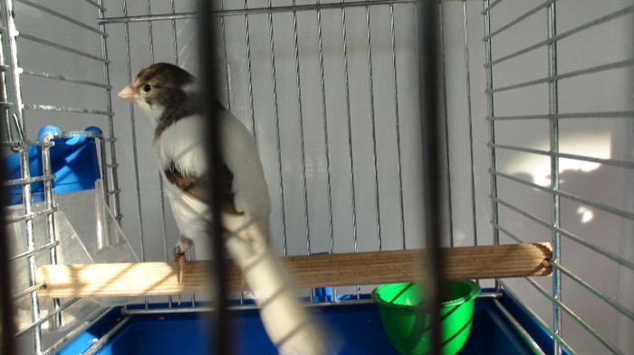 mascul slavujar nr 91 DSC02159