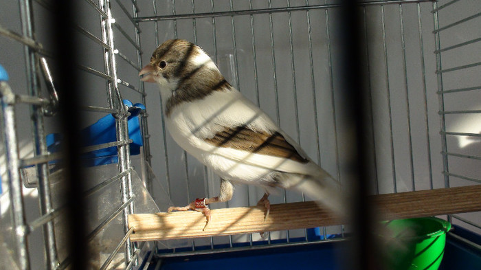 mascul slavujar nr 91 DSC02164