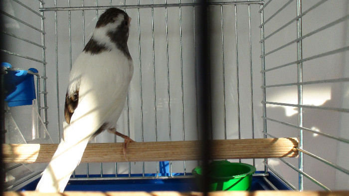 mascul slavujar nr 91