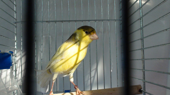 mascul slavujar nr. 100  DSC02177